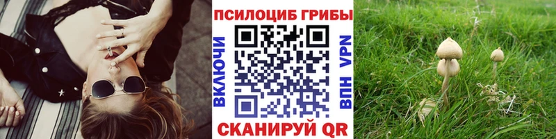 Галлюциногенные грибы Psilocybe  купить наркоту  Октябрьский 